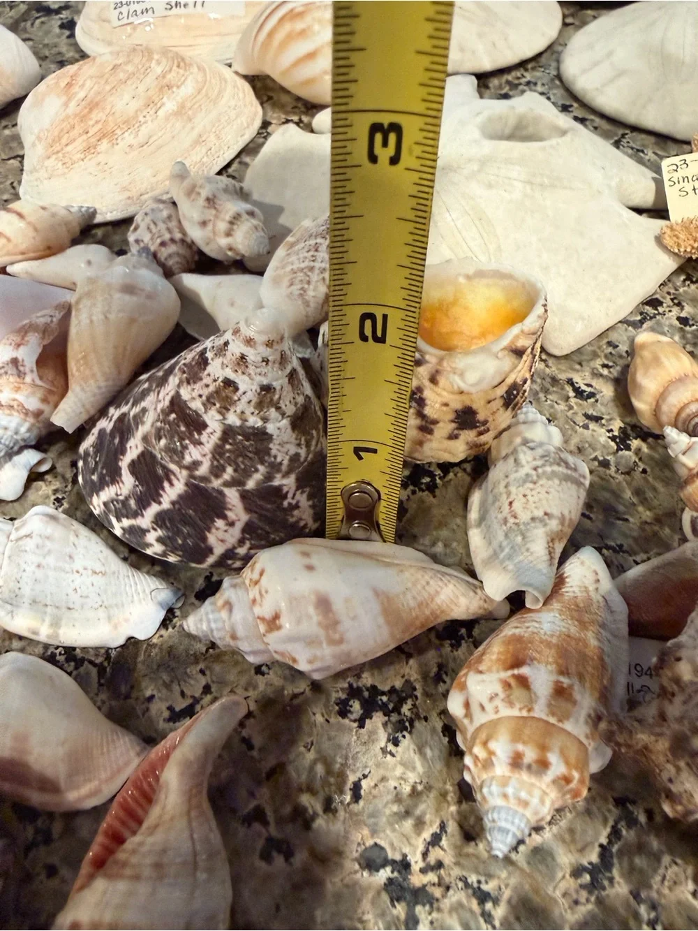 Natural Sea Shell Lot Starfish Sand Dollars Clam Shells Conch Shells